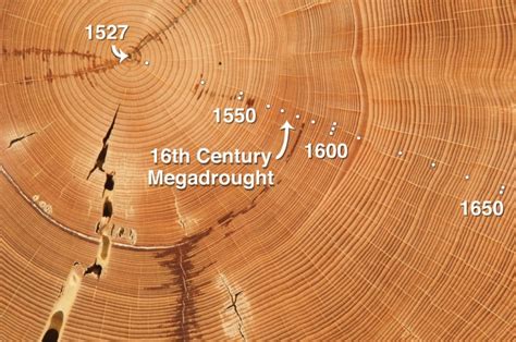 carbon dating age of trees